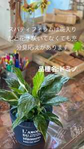 観葉植物の管理 サトイモ科 フラワーショップ花花